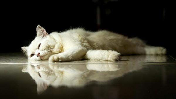 Los científicos japoneses coinciden: un nuevo tratamiento podría duplicar la esperanza de vida de los gatos y cambiar la medicina veterinaria - Estos síntomas en gatos mayores pueden alertar de un problema renal grave, según expertos