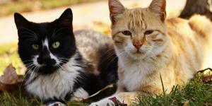 Los científicos japoneses coinciden: un nuevo tratamiento podría duplicar la esperanza de vida de los gatos y cambiar la medicina veterinaria