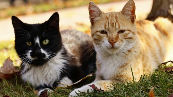 Los científicos japoneses coinciden: un nuevo tratamiento podría duplicar la esperanza de vida de los gatos y cambiar la medicina veterinaria