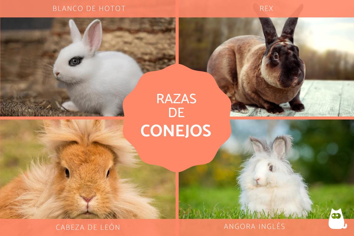 Razas de conejos y sus características