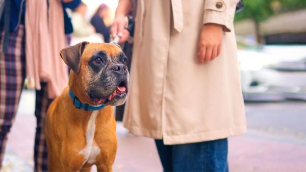 No es mala educación: esta es la razón por la que algunos perros no saludan a cualquiera - Estas son las señales de que tu perro no quiere interactuar