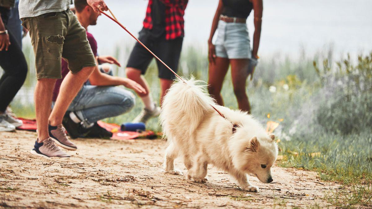 No es mala educación: esta es la razón por la que algunos perros no saludan a cualquiera