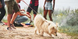 No es mala educación: esta es la razón por la que algunos perros no saludan a cualquiera