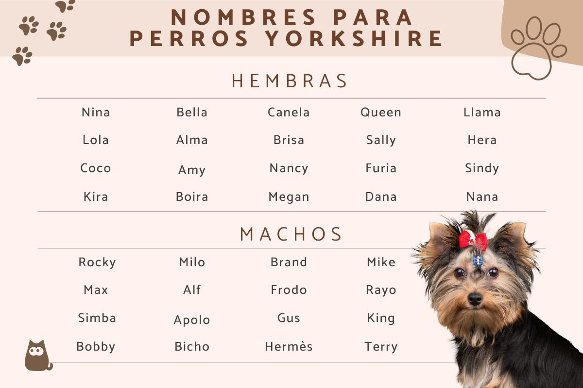 Nombres para perros yorkshire