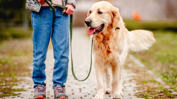No es mala educación: esta es la razón por la que algunos perros no saludan a cualquiera - Por qué tu perro no saluda a todo el mundo y no es por mala educación