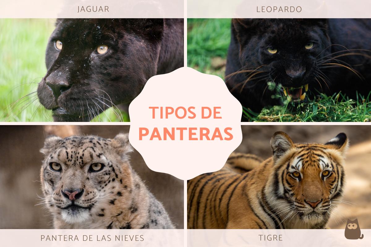 Tipos de panteras