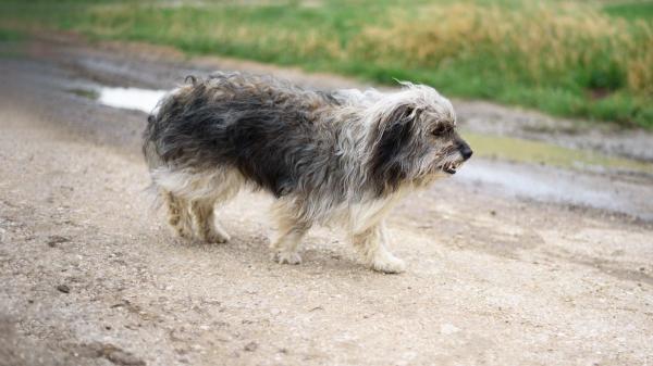 Si tu perro es mayor y da pasos más cortos al caminar, un estudio revela que podría estar relacionado con el deterioro cognitivo - El síndrome de disfunción cognitiva: un “Alzheimer” que afecta a perros mayores