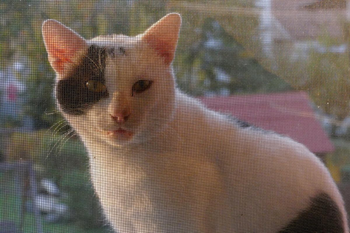 Las mejores mosquiteras para gatos