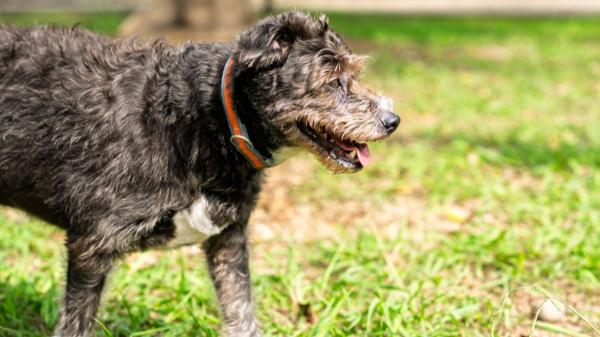 Si tu perro es mayor y da pasos más cortos al caminar, un estudio revela que podría estar relacionado con el deterioro cognitivo - Los investigadores aclaran que un cambio al caminar no confirma por sí solo el deterioro cognitivo