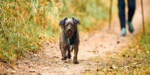 Si tu perro es mayor y da pasos más cortos al caminar, un estudio revela que podría estar relacionado con el deterioro cognitivo