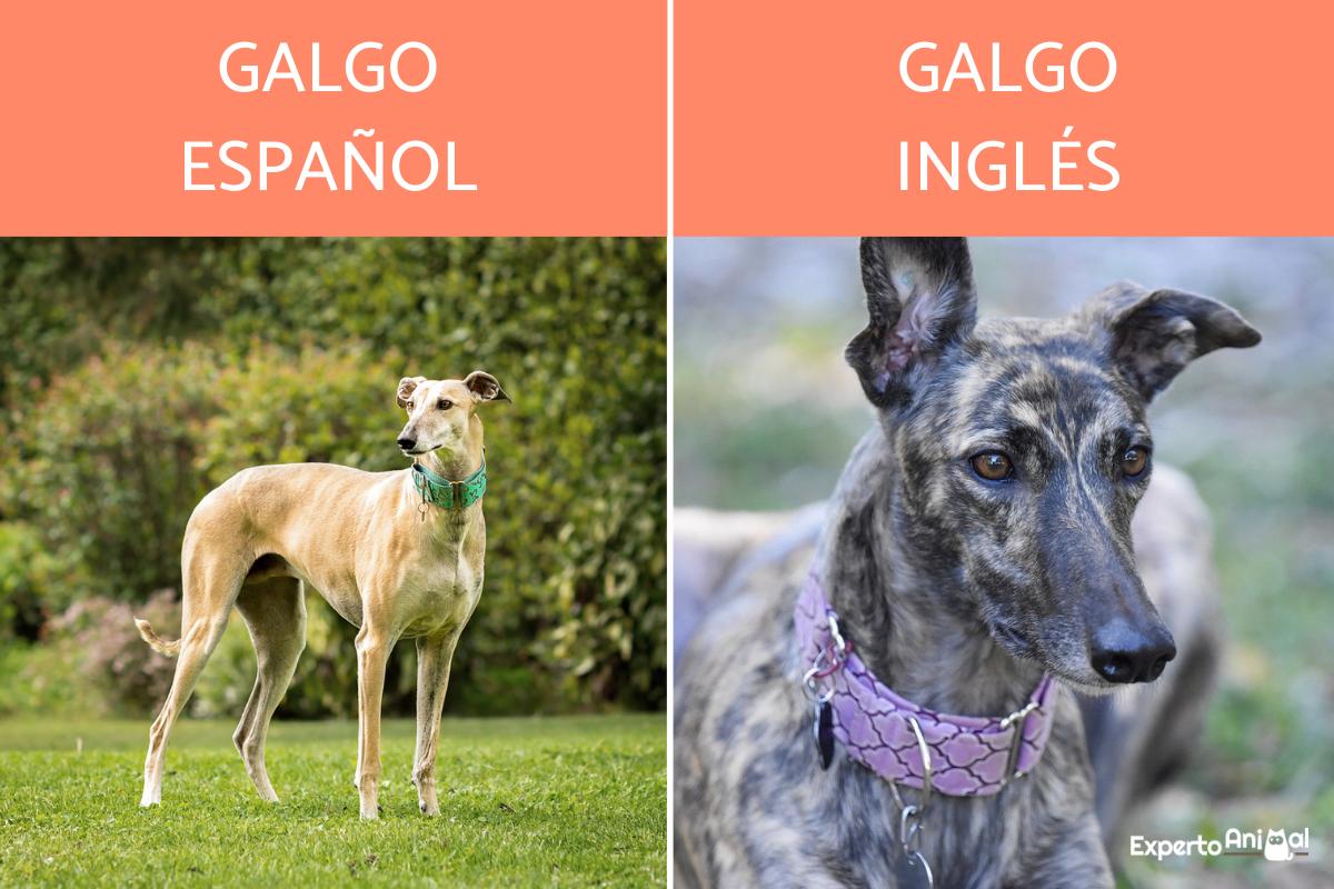 Diferencias entre galgo inglés y galgo español