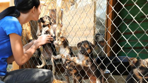 Un influencer estadounidense ayuda a cientos de perros abandonados a encontrar una familia con una idea muy sencilla: sacarlos a pasear - El detalle que hace que decenas de personas se acerquen a conocer a los perros