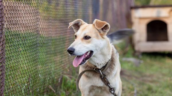 Un influencer estadounidense ayuda a cientos de perros abandonados a encontrar una familia con una idea muy sencilla: sacarlos a pasear - No es solo un paseo: ver al perro fuera de un refugio cambia la percepción sobre él