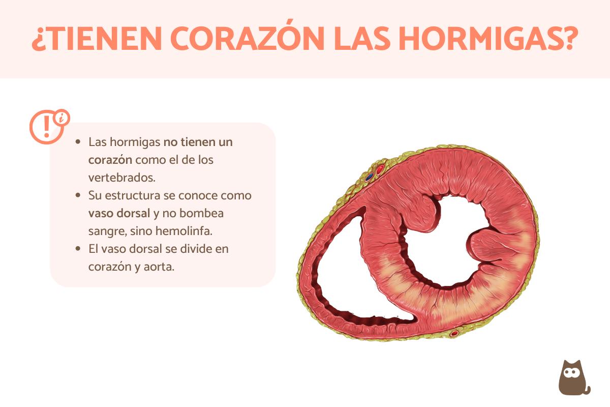 ¿Las hormigas tienen corazón?