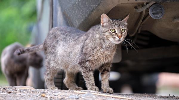 “Los gatos tienen ley”: las protestas por las colonias felinas llegan a 38 ciudades y exigen a los ayuntamientos que cumplan la ley