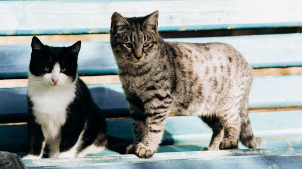 “Los gatos tienen ley”: las protestas por las colonias felinas llegan a 38 ciudades y exigen a los ayuntamientos que cumplan la ley - Qué exige realmente la ley a los municipios que gestionan gatos comunitarios