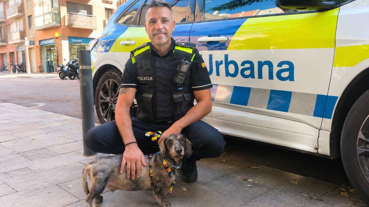Abandonan a un teckel de 12 años dentro de un piso: “Se cansó de él y lo dejó sin comida y enfermo”