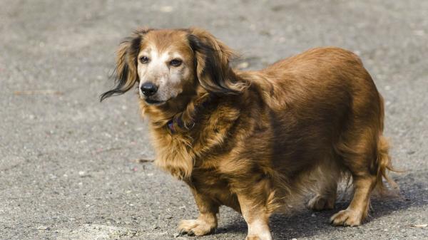 Abandonan a un teckel de 12 años dentro de un piso: “Se cansó de él y lo dejó sin comida y enfermo” - Abandonar un animal en España está prohibido por ley y puede ser sancionable