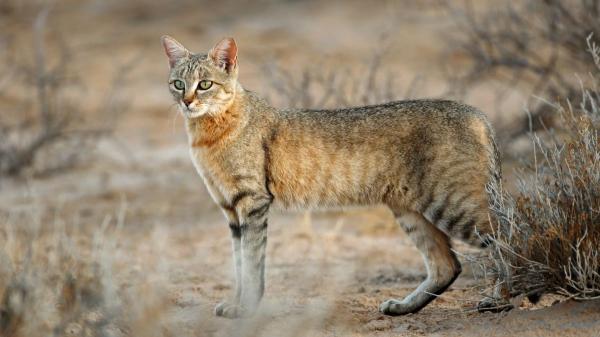 Parece un gato común, pero esta especie salvaje esconde una historia fascinante: "Es reconocido como el ancestro del gato doméstico" - Así es el gato salvaje africano, el ancestro del gato doméstico