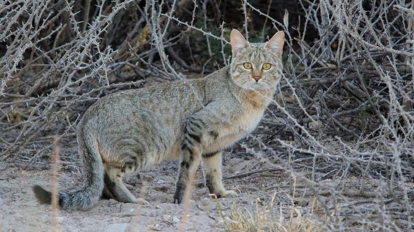 Parece un gato común, pero esta especie salvaje esconde una historia fascinante: "Es reconocido como el ancestro del gato doméstico" - ¿En qué se diferencian el gato salvaje africano y los gatos domésticos?