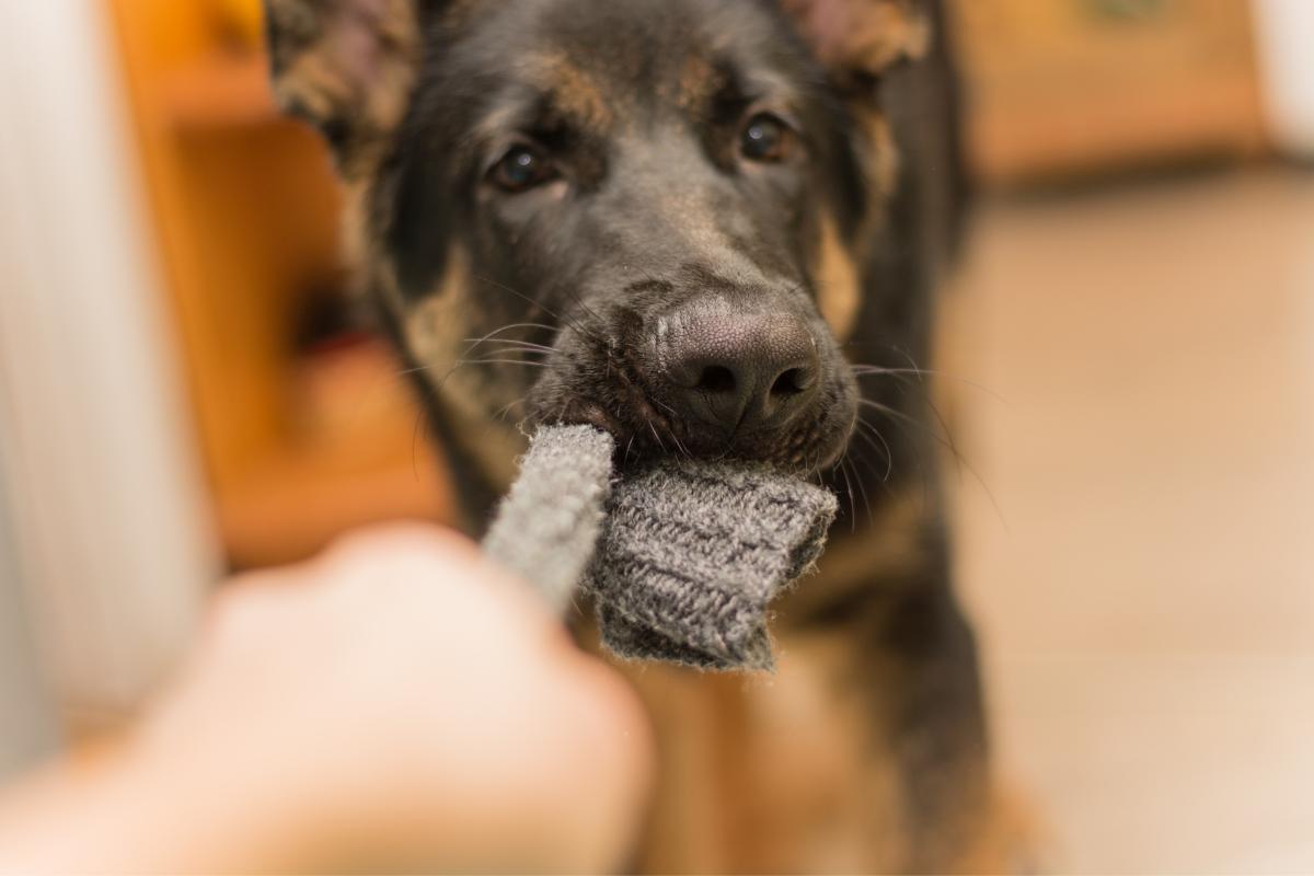 Mi perro se ha comido un calcetín - Qué hago
