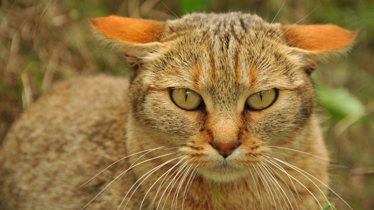 Parece un gato común, pero esta especie salvaje esconde una historia fascinante: "Es reconocido como el ancestro del gato doméstico"