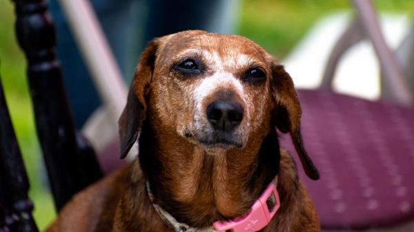 Abandonan a un teckel de 12 años dentro de un piso: “Se cansó de él y lo dejó sin comida y enfermo” - Un perro no deja de ser una responsabilidad cuando envejece