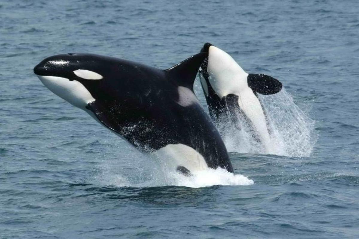 ¿La orca es una ballena?