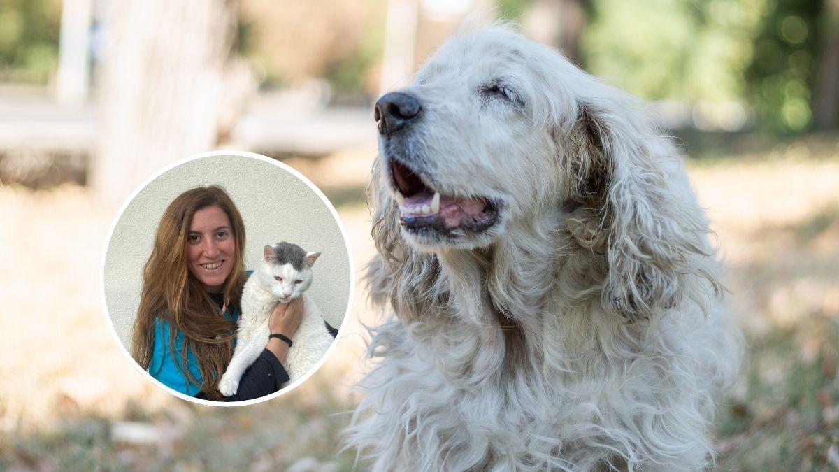 María Pascual, veterinaria: "Este es el motivo por el que todos los días doy a mi perro de 15 años membrana de cáscara de huevo"