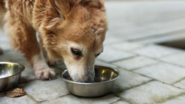 María Pascual, veterinaria: "Este es el motivo por el que todos los días doy a mi perro de 15 años membrana de cáscara de huevo" - ¿Qué hay de la Salmonella al dar membrana de huevo a tu perro?