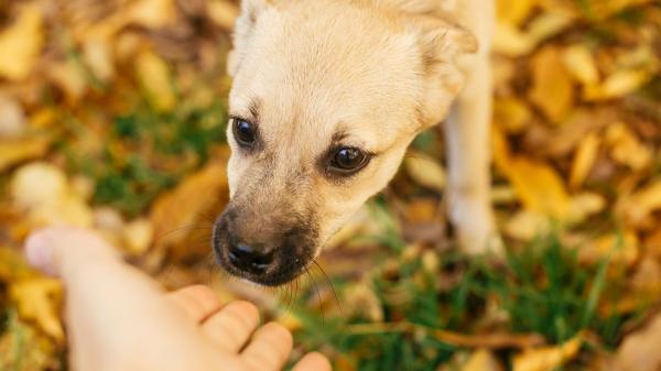 No es amabilidad, es estrés: qué siente tu perro cuando un extraño lo toca y por qué deberías detenerlo - Antes de tocar a un perro, hay que preguntar
