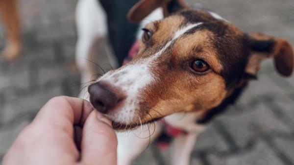 No es amabilidad, es estrés: qué siente tu perro cuando un extraño lo toca y por qué deberías detenerlo - Cómo poner límites sin sentirte culpable: la forma correcta de proteger el espacio de tu perro