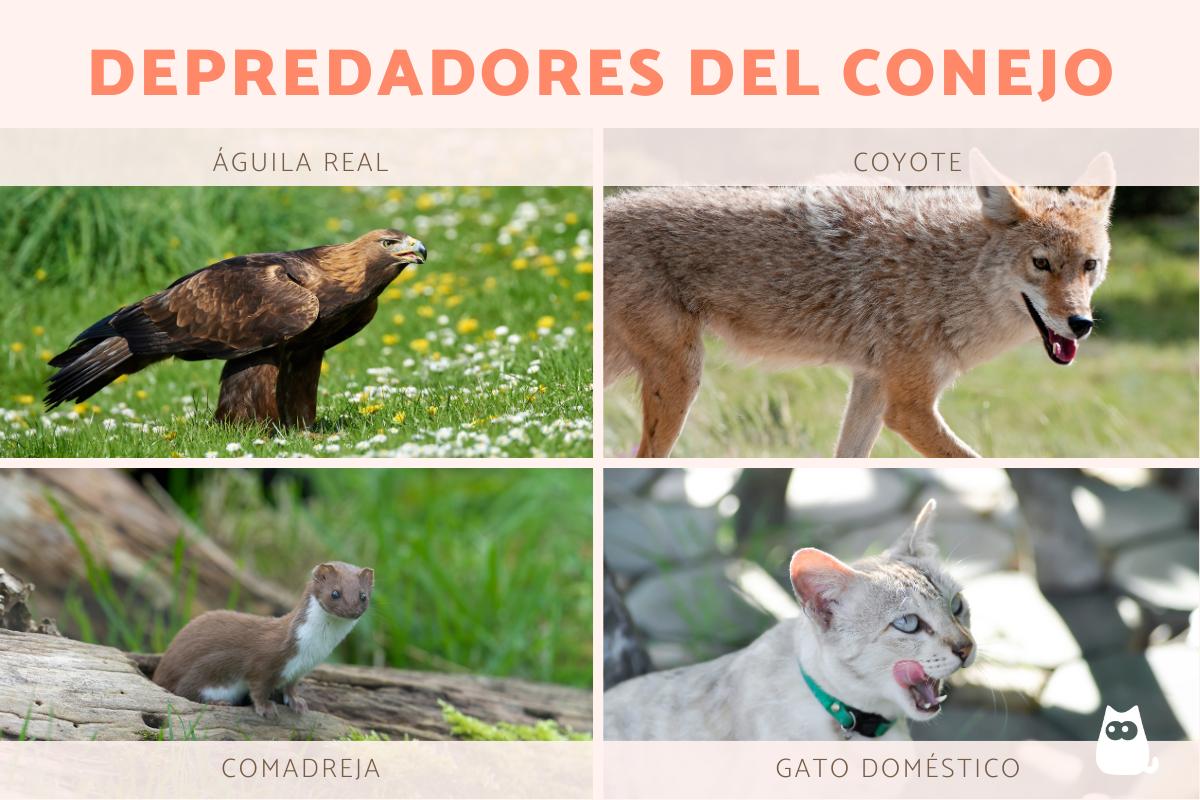 Depredadores del conejo