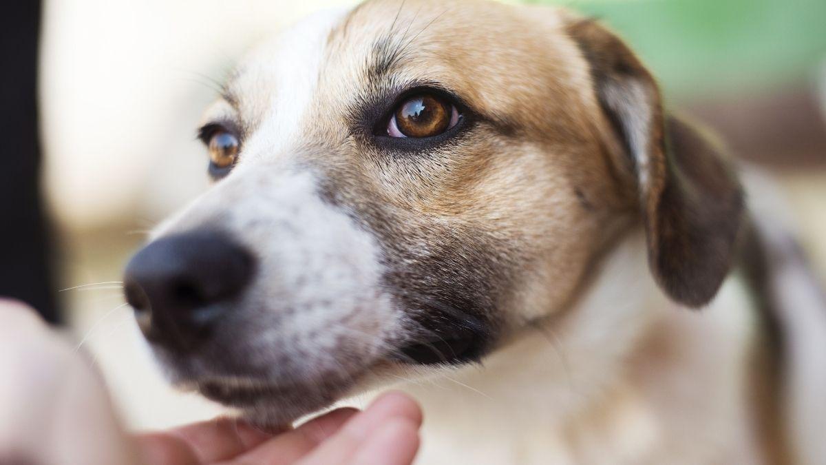 No es amabilidad, es estrés: qué siente tu perro cuando un extraño lo toca y por qué deberías detenerlo