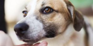 No es amabilidad, es estrés: qué siente tu perro cuando un extraño lo toca y por qué deberías detenerlo