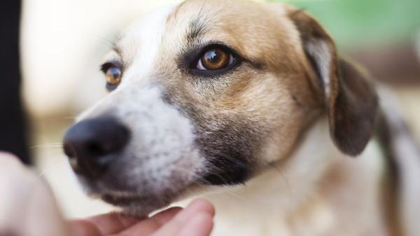 No es amabilidad, es estrés: qué siente tu perro cuando un extraño lo toca y por qué deberías detenerlo
