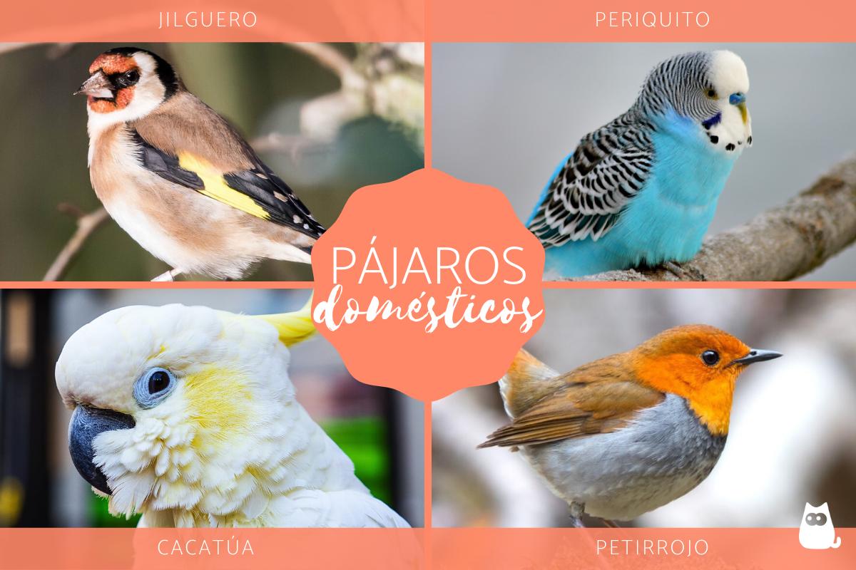 Pájaros domésticos - Tipos, nombres y fotos