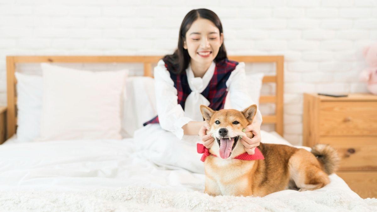 Japón cambia las reglas del alquiler: así son los pisos diseñados para vivir con mascotas