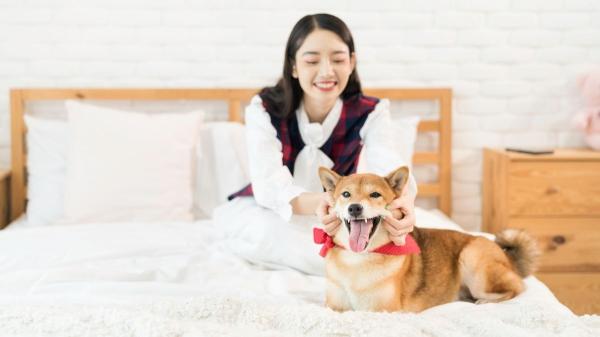 Japón cambia las reglas del alquiler: así son los pisos diseñados para vivir con mascotas