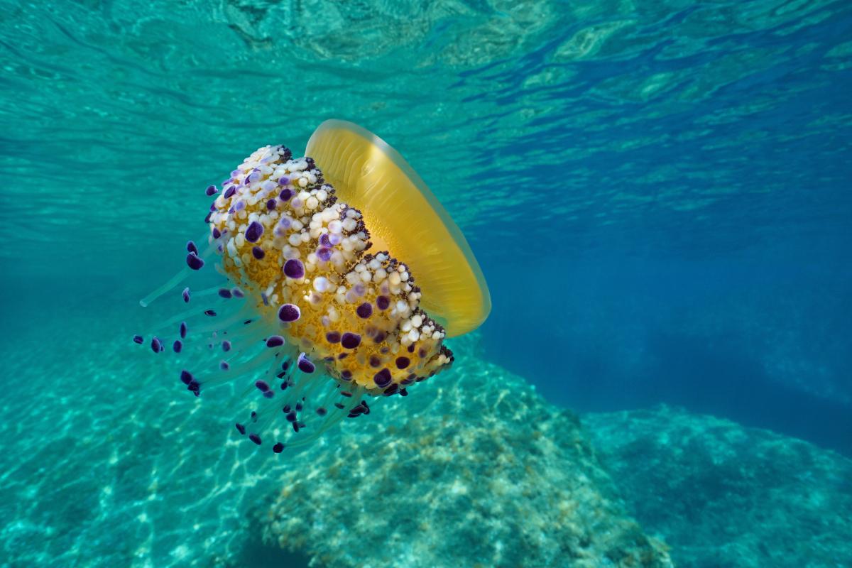 ¿Las medusas huevo frito pican?