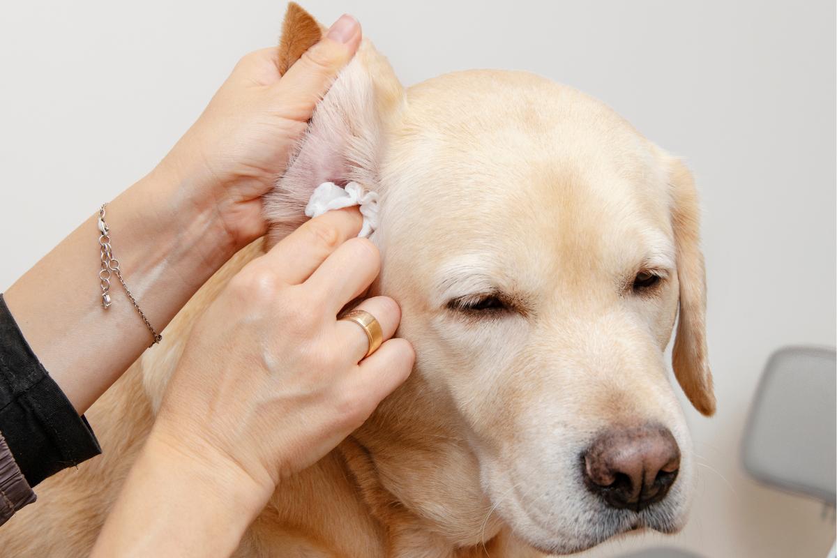 ¿Es buena el agua oxigenada para la otitis en perros?