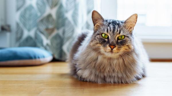 No es porque “ya está mayor”: lo que realmente provoca que tu gato haya dejado de saltar - Las señales que pueden indicar que tu gato tiene artrosis