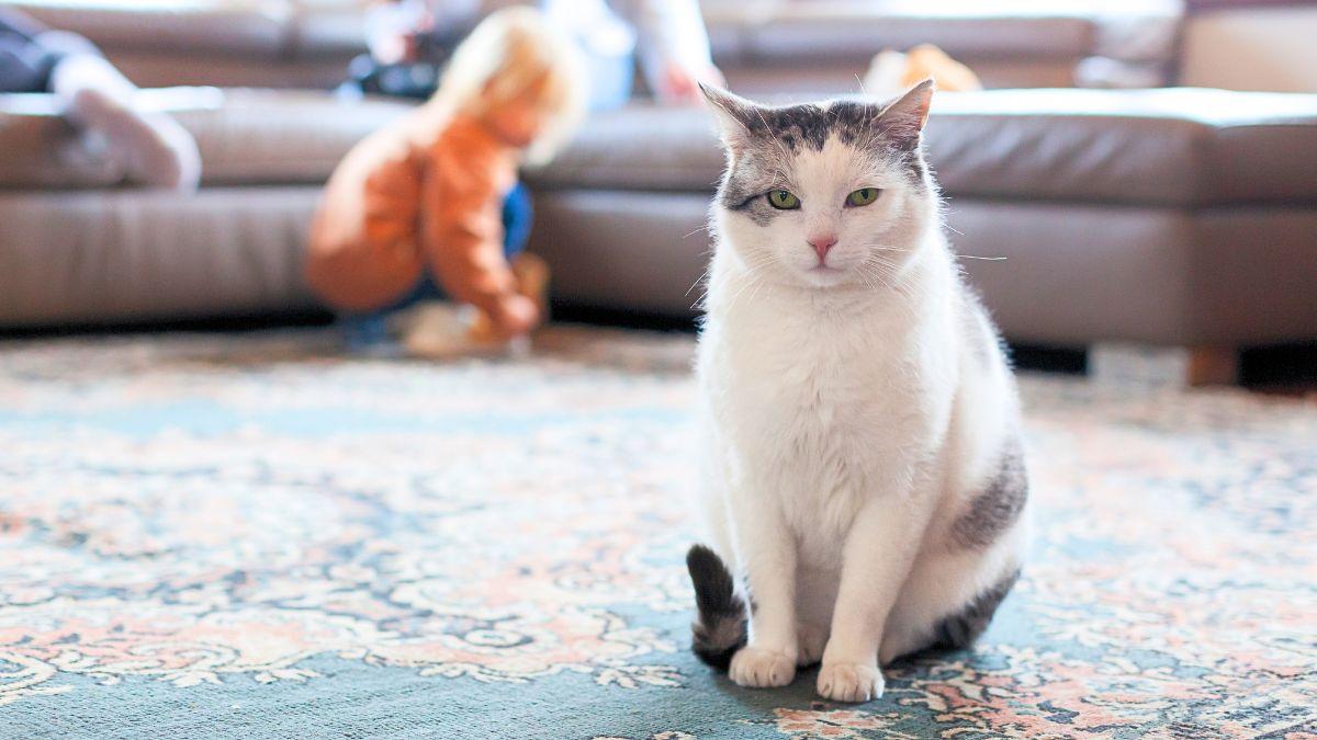 No es porque “ya está mayor”: lo que realmente provoca que tu gato haya dejado de saltar
