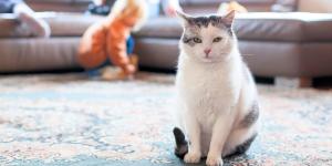 No es porque “ya está mayor”: lo que realmente provoca que tu gato haya dejado de saltar