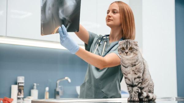 No es porque “ya está mayor”: lo que realmente provoca que tu gato haya dejado de saltar - Por qué la artrosis en gatos suele detectarse tarde y cómo se diagnostica