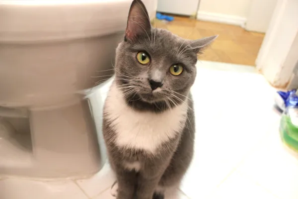 el baño del gato enloquece