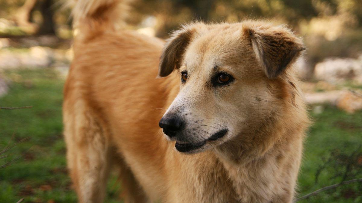 Alerta por rabia en Europa: Italia confirma su primer caso en un perro desde 2011 e investiga su paso por España
