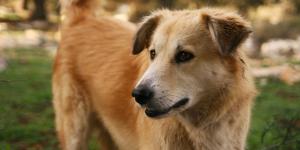 Alerta por rabia en Europa: Italia confirma su primer caso en un perro desde 2011 e investiga su paso por España