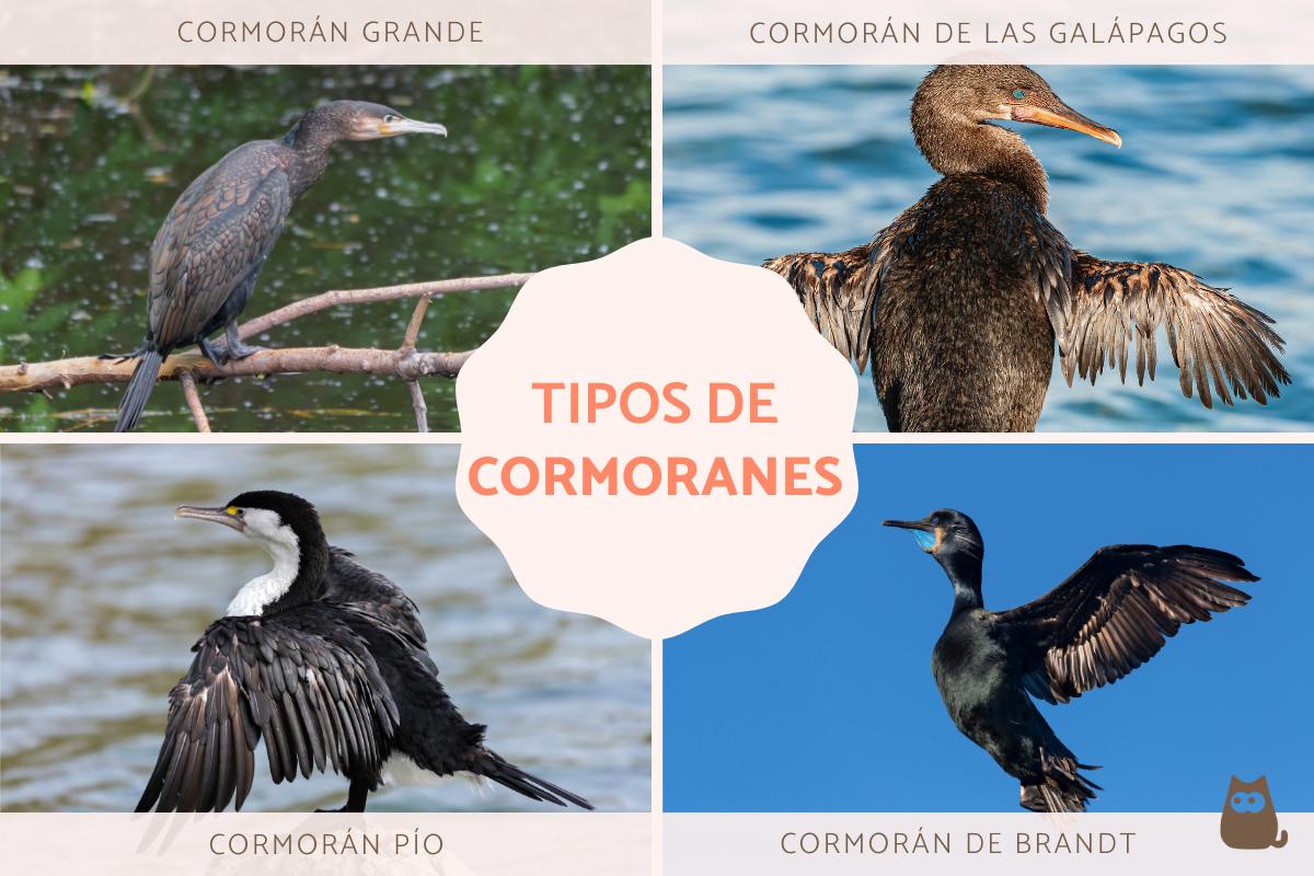 Cormoranes: tipos y fotos