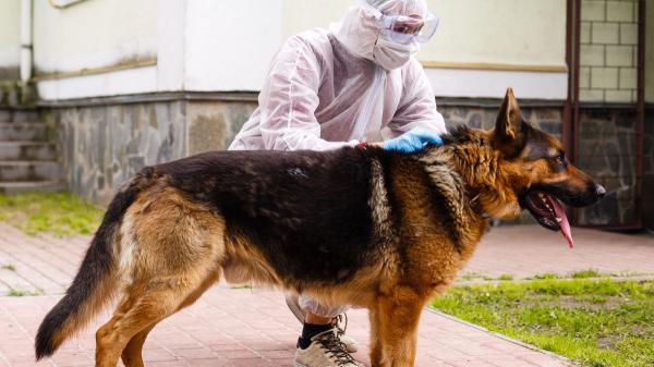 Alerta por rabia en Europa: Italia confirma su primer caso en un perro desde 2011 e investiga su paso por España - Italia confirma un caso de rabia en un perro y activa el protocolo sanitario